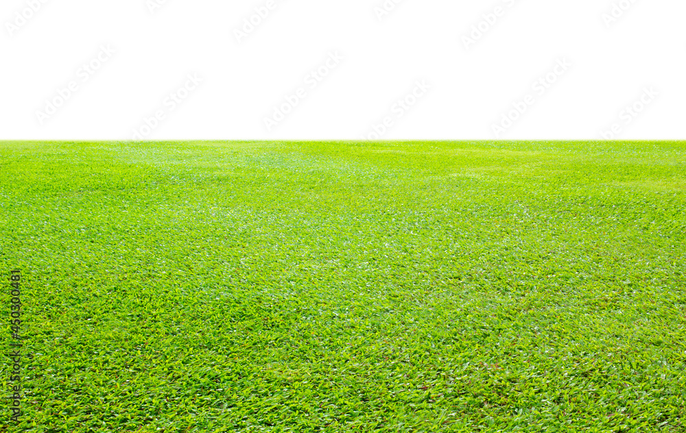 Canvas Prints green grass field isolate on white background