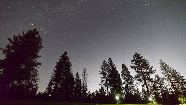 Night starry sky with milky way ove pine trees