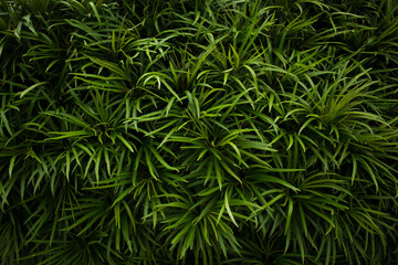 Naklejka na ściany i meble tropical leaves background, dark green nature foliage, abstract nature background