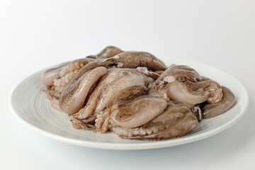 Webfoot octopus on a white background