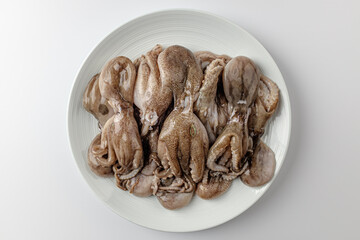 Webfoot octopus on a white background