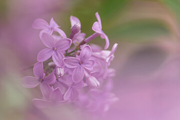 Close up of lilac