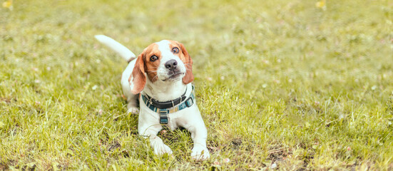 An adorable beagle puppy dog smiling to the camera on the grass in summer time