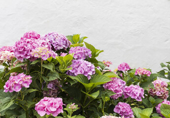 Pink hydrangea flower heads with green leaves and white wall background