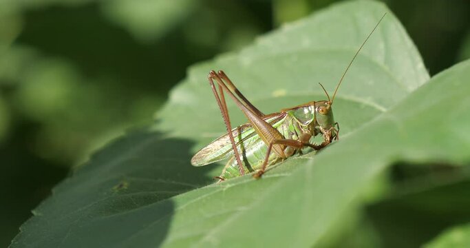 Japanese katydid or long-horned grasshopper  on  fresh green leaf  