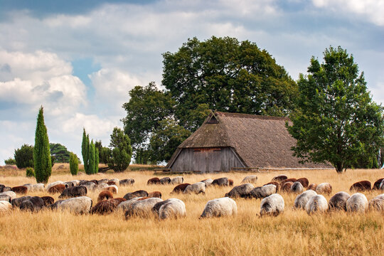 Heidschnucken und alter Schafstall in der Lüneburger Heide