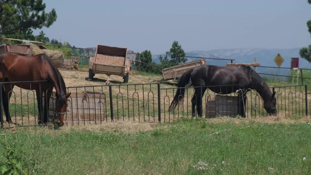 Horses eating hay in a pasture high in the mountains