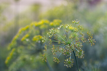 Vegetable background, dill close up