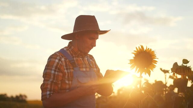 agriculture. farmer silhouette in hat works on a tablet in a field of yellow sunflower. business agriculture eco concept. farmer man examines the harvest in the field with flowers of sunflower