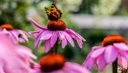Motyl na kwiacie