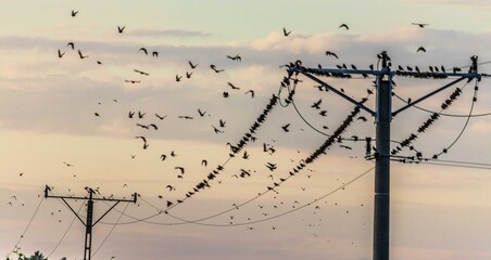 Ptaki na drutach elektrycznych