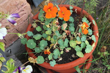 orange nasturtium flowers in a pot
