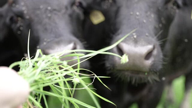 Freilandrind / Kuh wird auf der Weide mit frischem Gras gef&uuml;ttert. 4K 120 FPS super slow motion
