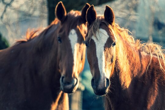 A closeup portrait of two brown horses standing next to eachother looking straight into the camera. The ears of the animals are upright and they both have a white stripe running over their heads.