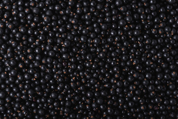 Closeup of fresh blackcurrant berries (Ribes nigrum), top view