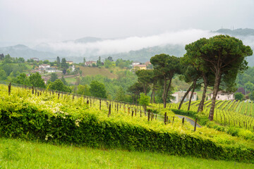 Fototapeta premium Vineyards of Monferrato near Acqui Terme at springtime