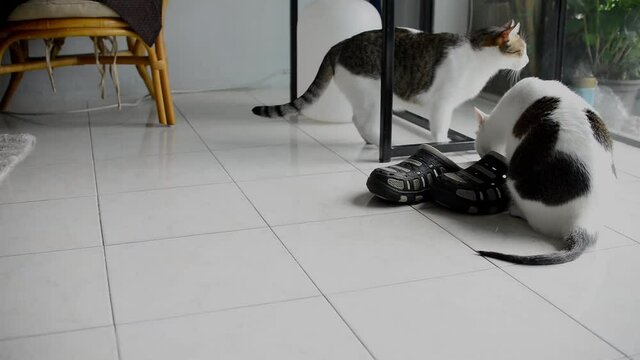 
Cats love to smell exotic scents from their guests' shoes.