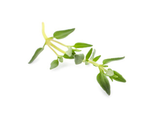 Aromatic thyme sprig on white background. Fresh herb