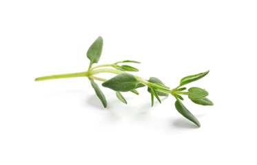 Aromatic thyme sprig on white background. Fresh herb