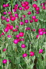Fototapeta premium Rose campion (Silene coronaria). Called Dusty miller, Mullein pink and Bloody William also. Another botanical name is Lychnis coronaria.