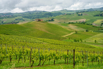 Fototapeta na wymiar Vineyards of Monferrato near Mombaruzzo at springtime
