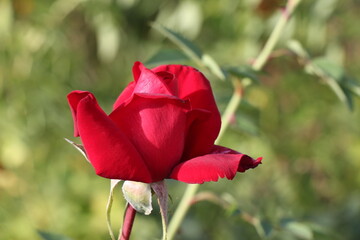 red rose in the garden