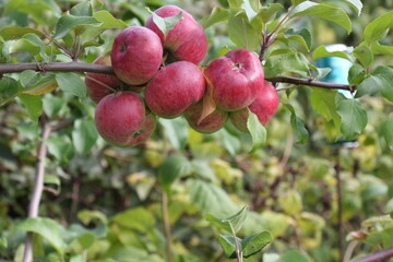 apples on a branch