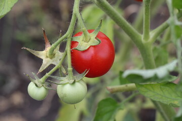 tomatoes on the branch