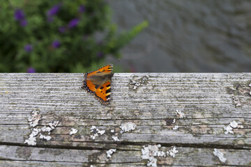 Small tortoiseshell butterfly on grey wooden surface