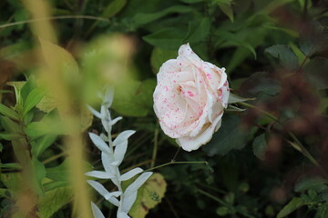 pink rose in the garden