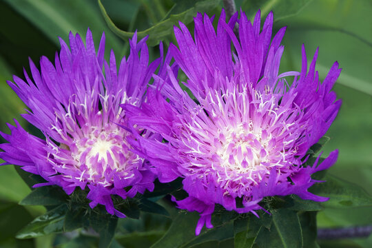 Stockesia (Stokesia laevis). Called Stokes aster also.