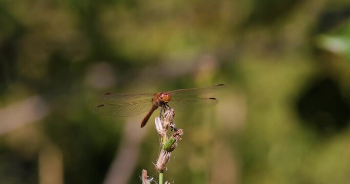 4k footage with a red dragonfly in slow motion 