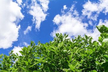 Large green leaves of shrubs growing in the garden against the blue sky. As a natural background.