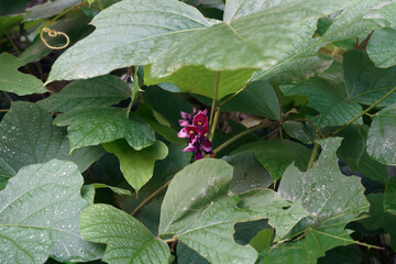 Kudzu plant (Pueraria montana).