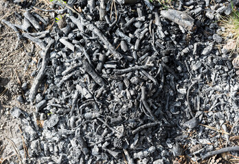 Coal and ashes from burnt pine branches and cones. The problem of the environment.