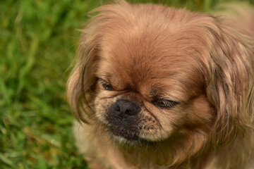 Ginger Pekingese Dog With His Nose Scrunched Up