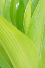 Green leaf nature background