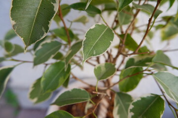 ベンジャミン・ゴールデンプリンセス