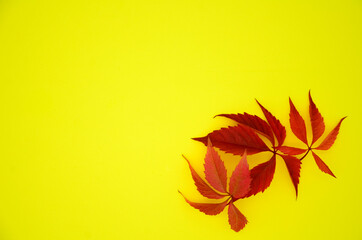 Yellow and red dry autumn leaves on a yellow background with a copy space. Autumn background, flat lay, pattern.