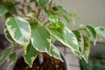 ベンジャミン・ゴールデンプリンセス