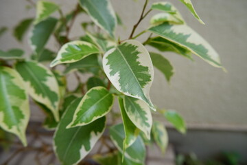 ベンジャミン・ゴールデンプリンセス