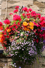 Fototapeta na wymiar Massive hanging basket of summer flowers against an old wall. 
