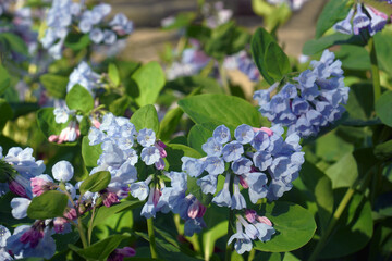 Virginia bluebells (Mertensia virginica). Called Virginia cowslip, Lungwort oysterleaf and Reanoke bells also.