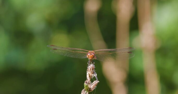 4k footage with a red dragonfly in slow motion 
