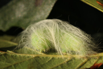 A Miller moth Caterpillar. Scientific name, Acronicta leporina. Moth is resting on some Alder leaves.
