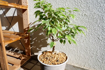 ベンジャミン・ゴールデンプリンセス