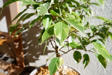 ベンジャミン・ゴールデンプリンセス