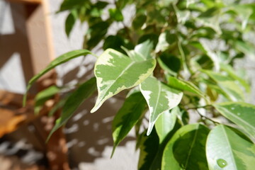 ベンジャミン・ゴールデンプリンセス