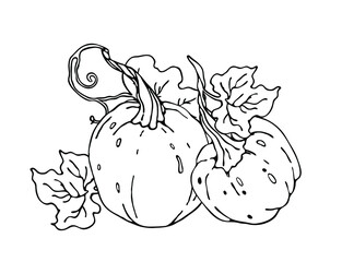 Pumpkin vector. Element for autumn decorative design, halloween, harvest. Illustration for cards, posters, stickers and seasonal design.