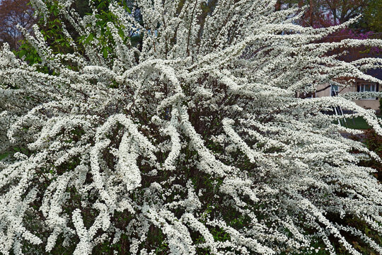 Bridalwreath spirea (Spiraea prunifolia).